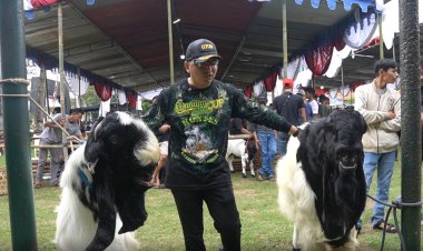 BERHADIAH PULUHAN JUTA KODIM 0708 PURWOREJO GELAR KONTES KAMBING RAS KALIGESING DALAM SAMBUT KEMERDEKAAN RI 
